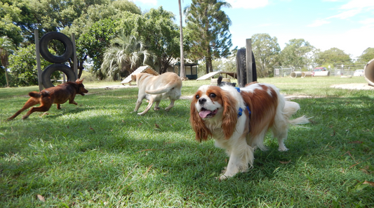 Senior dog comfortably playing with other dog at the park