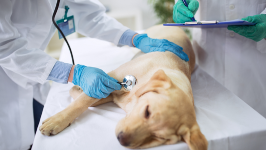 10 Foods and Items That Dogs Cannot Eat: A Comprehensive Guide