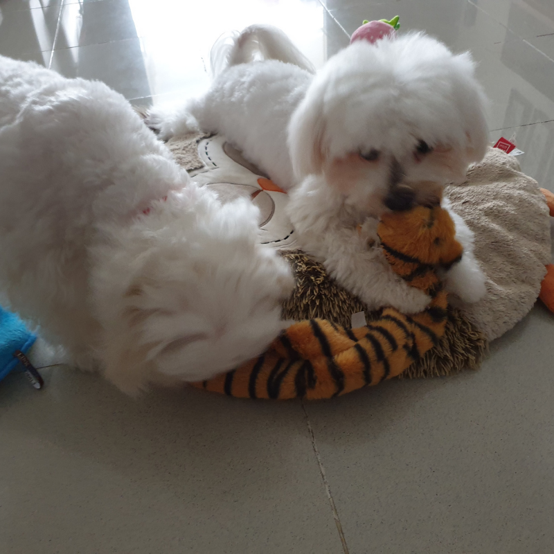 Long and Squeaky 虎Huat Tig