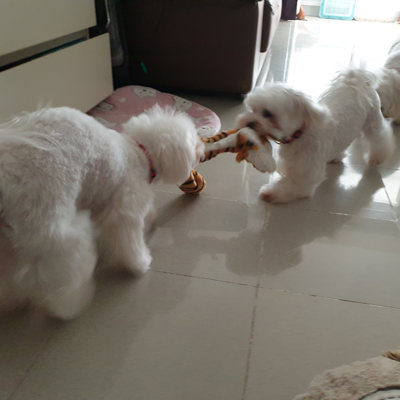 Long and Squeaky 虎Huat Tig