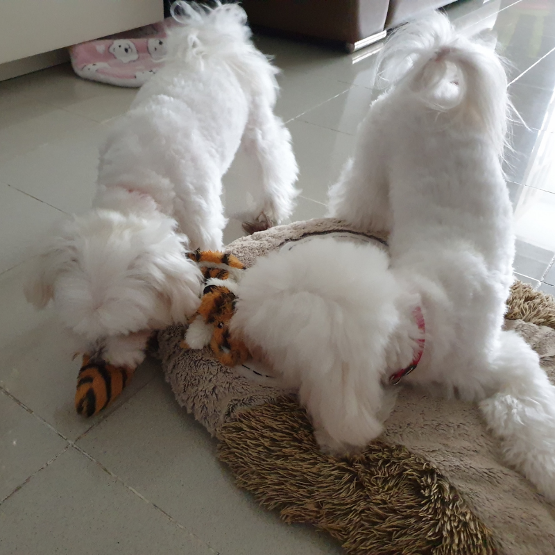Long and Squeaky 虎Huat Tig