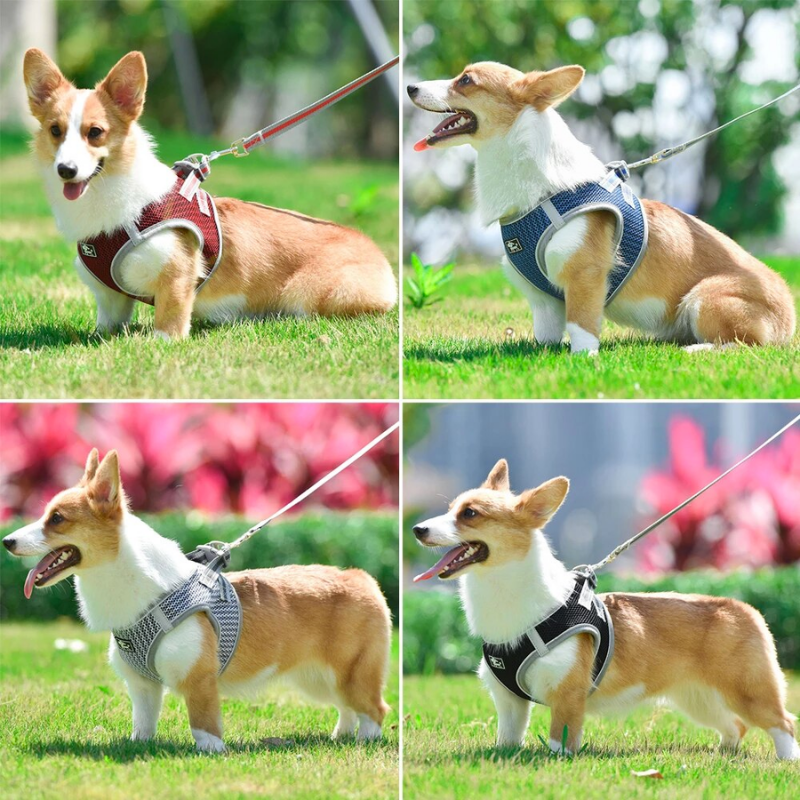 Premium Dog Harness with Leash