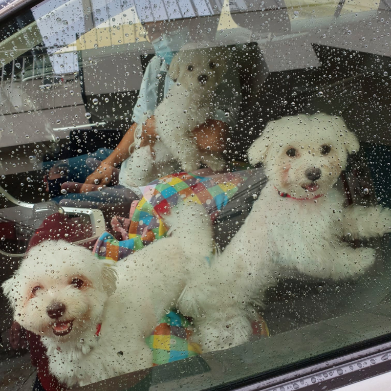 Grooming Transport Service