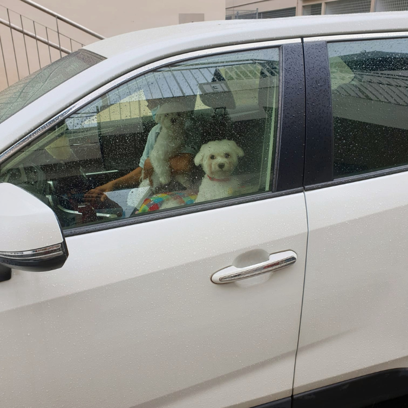 Grooming Transport Service