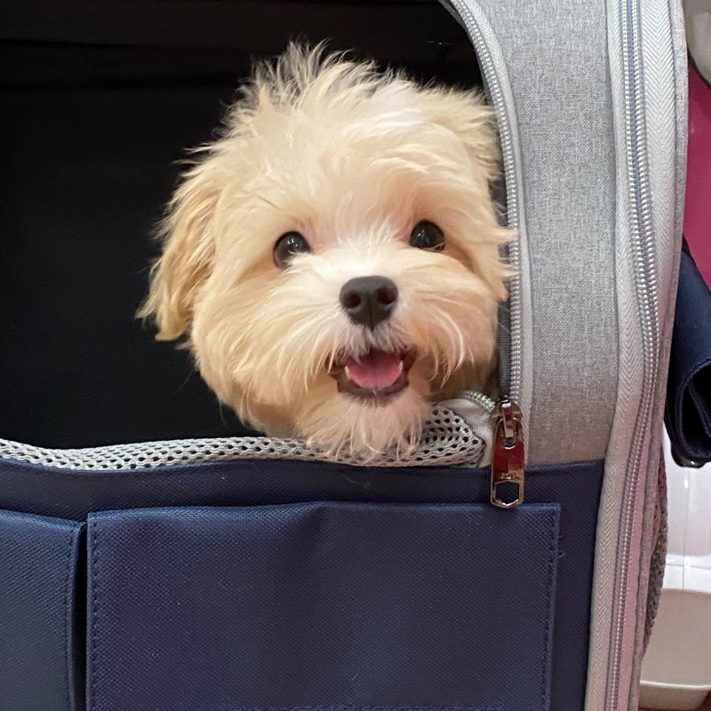 Trendy Pet Backpack with Mesh