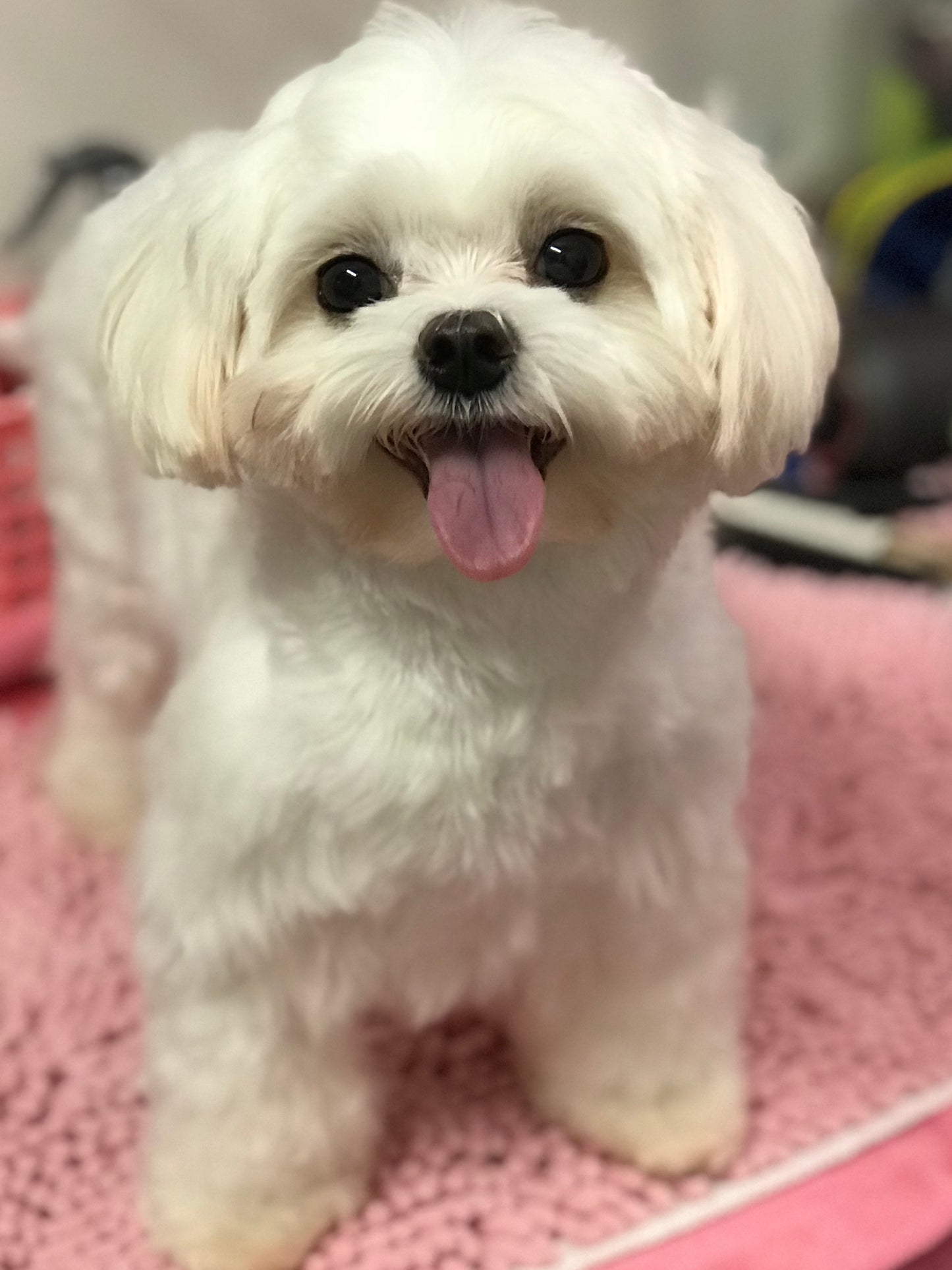 Grooming
