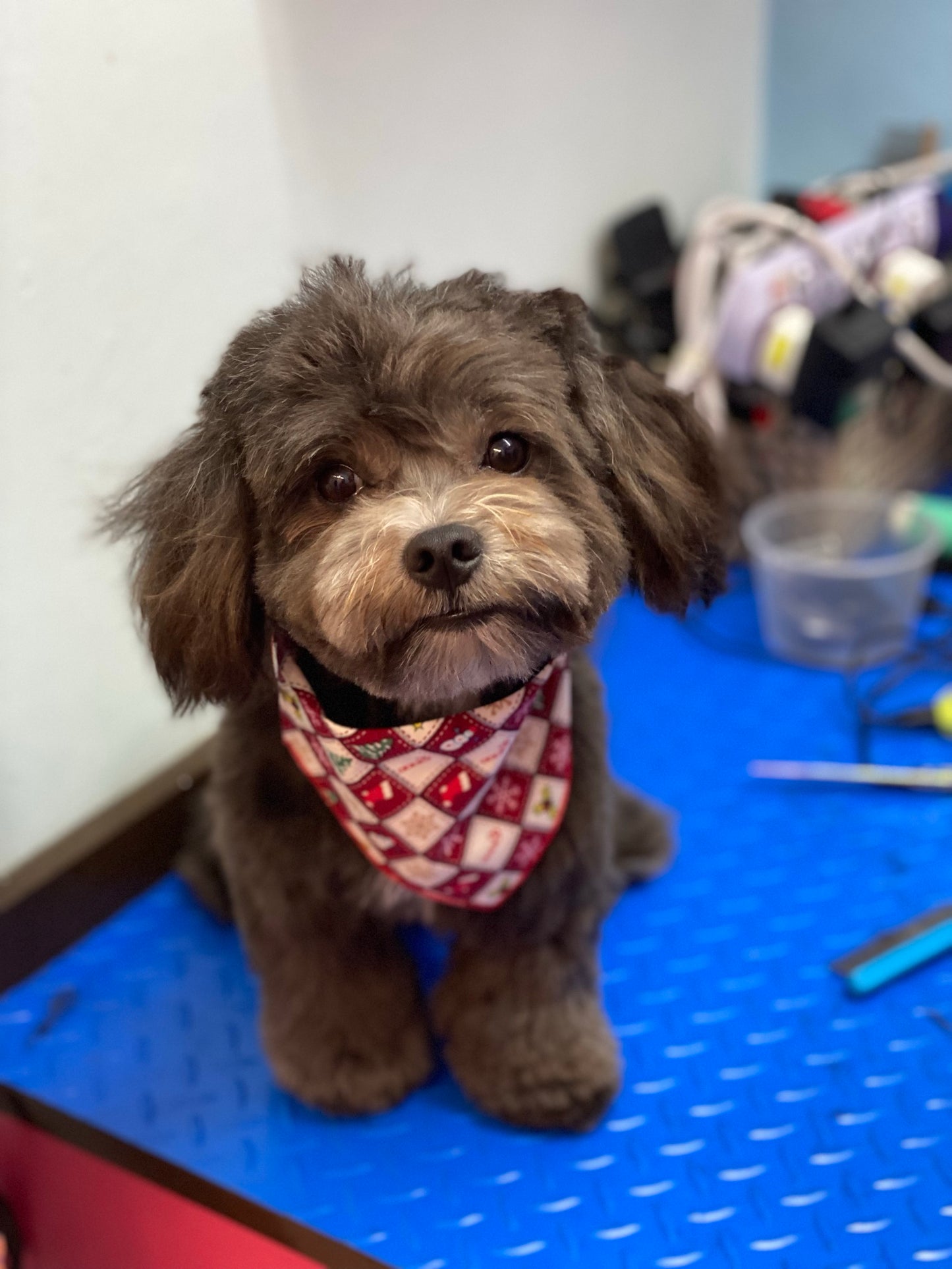 Grooming