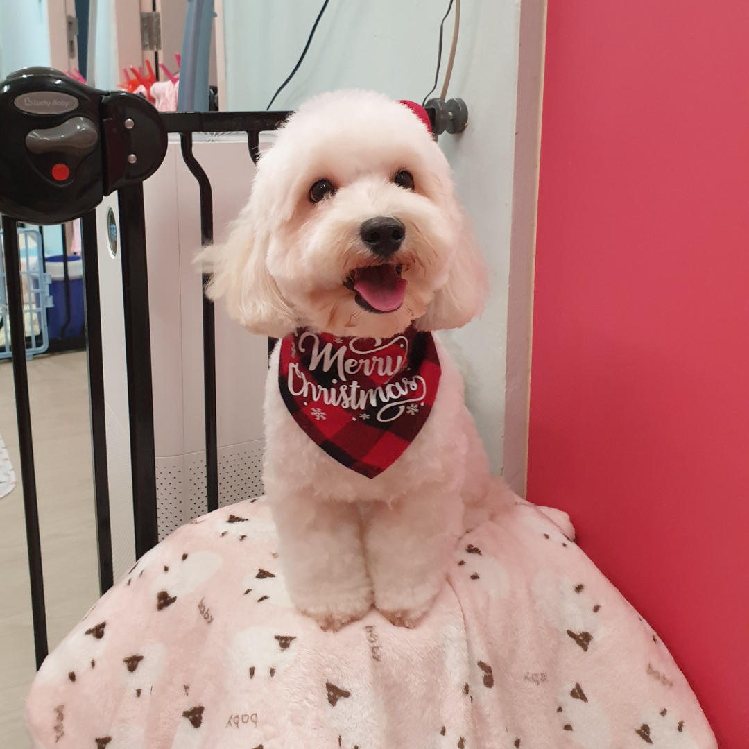 Merry Christmas Scarf