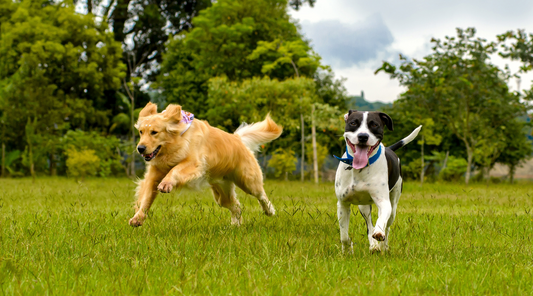 Dog running at Dog park happily because of healthy joints