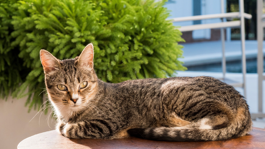 So You Want a Cat? A Guide to Singapore's New Cat Ownership Rules