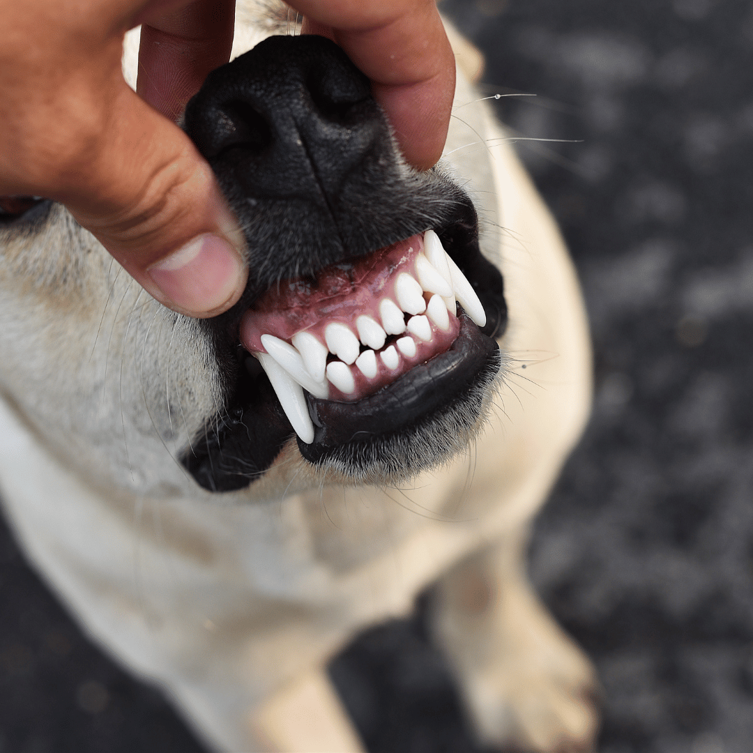 Guide to Dog Dental Care: Healthy Teeth & Gums Tips