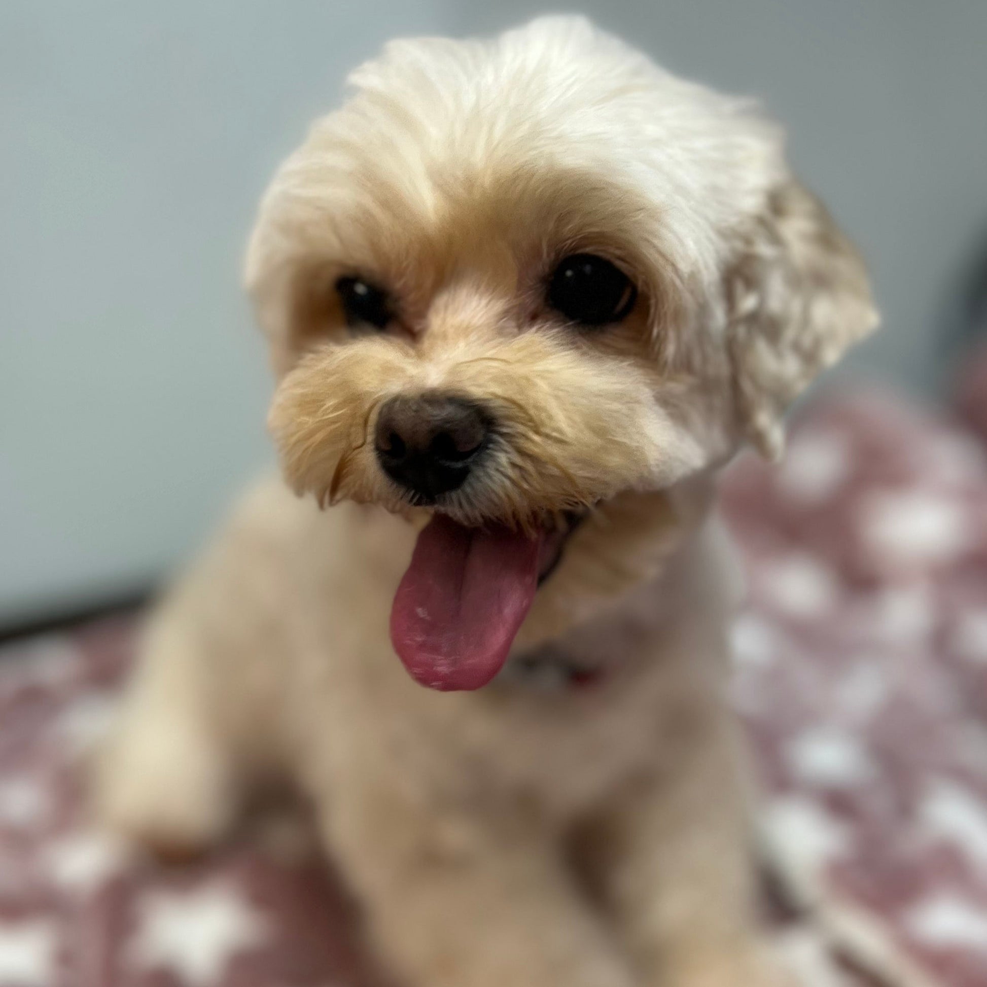 Grooming – Furkids Me - Main Image