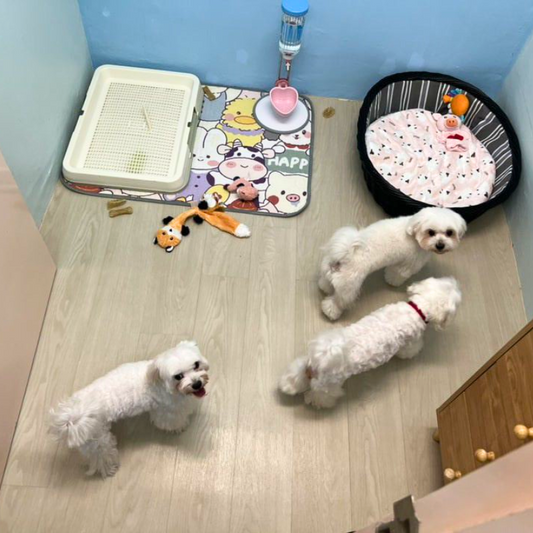Dogs enjoying in boarding room