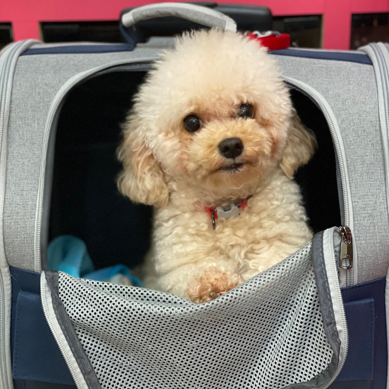 Trendy Pet Backpack with Mesh